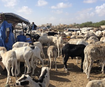 Sahara desert tours to Mauritania